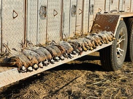 Northwest Oklahoma Quail Hunts