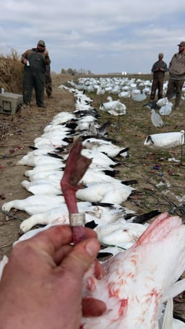 Goose Hunts W/ Lodging Available