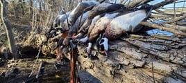 Rising Star Duck Hunts