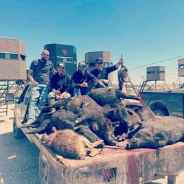 Hog Hunting in Rising Star, Texas