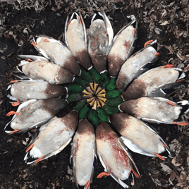 Arkansas Fall Duck and Goose Hunts