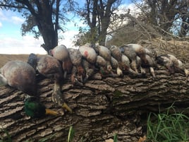 Arkansas Fall Duck and Goose Hunts