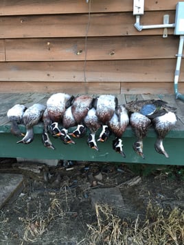 Arkansas Fall Duck and Goose Hunts