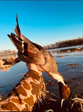Arkansas Morning Duck Hunts w/ lodging