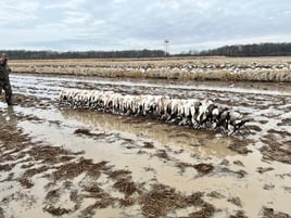 Arkansas Goose Hunts