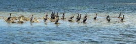 Private Full Day Sandbar Excursion