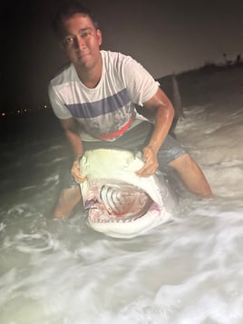 Tiger Shark Fishing in Destin, Florida