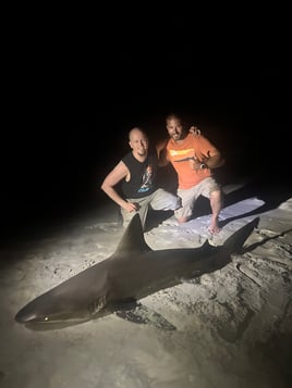 Tiger Shark Fishing in Destin, Florida