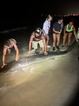 Tiger Shark Fishing in Destin, Florida