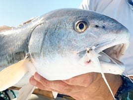 Inshore / Backcountry Light Tackle Fishing