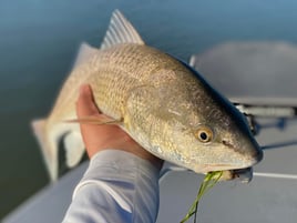 Inshore / Backcountry Light Tackle Fishing