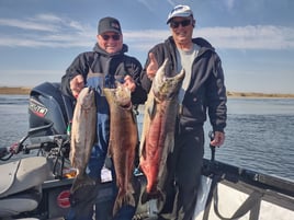 Hanford Reach Fall Chinook