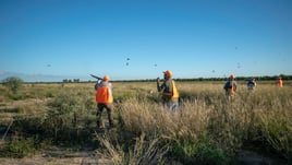Bobwhite Quail in Mexico