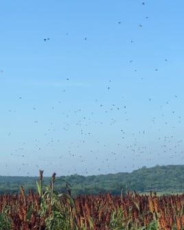 Premier Mexican Dove Hunts