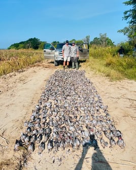 Premier Mexican Dove Hunts