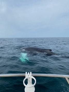 Cape Cod Offshore Trip