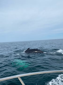 Cape Cod Offshore Trip