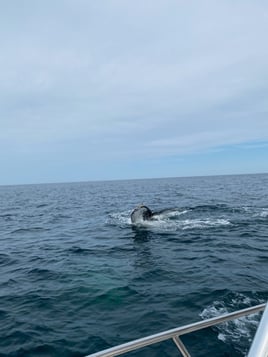 Cape Cod Offshore Trip