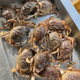 Half Day or Full Day Crabbing Siletz River & Siletz Bay