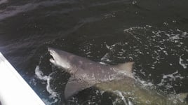 Shark Fishing Trips