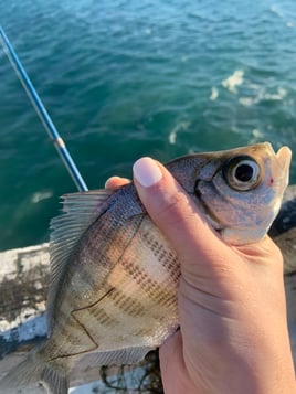 Liberty Station Kayak Fishing With A Pro