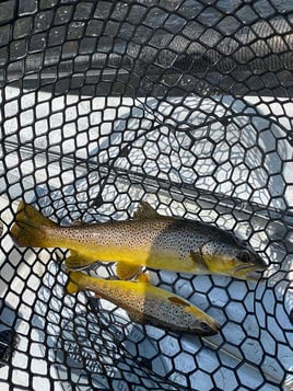 Brown Trout Fishing in Halls Crossroads, Tennessee