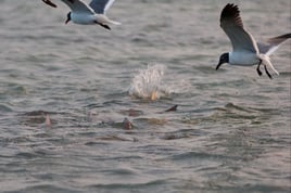 Laguna Madre Flats Fly/Light Tackle