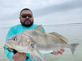 Black Drum Fishing in South Padre Island, Texas