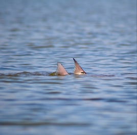 Laguna Madre Flats Fly/Light Tackle