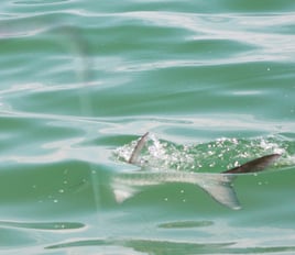 Laguna Madre Flats Fly/Light Tackle