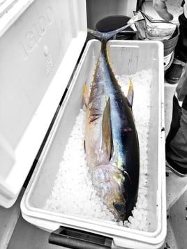 Yellowfin Tuna Fishing in Galveston, Texas