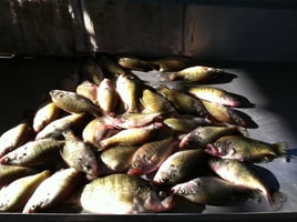 Lake Texoma Striper Trip