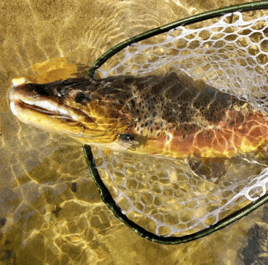 North Carolina Wade Trip