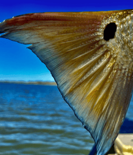 The Best Fly Fishing New Orleans