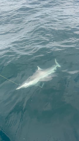 3 Hr Shark trip