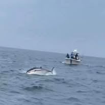 Bluefin Tuna / Shark Trip