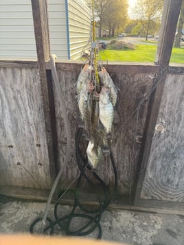 Crappie fishing on Mark Twain Lake