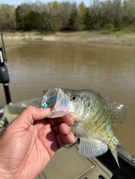 Crappie fishing on Mark Twain Lake