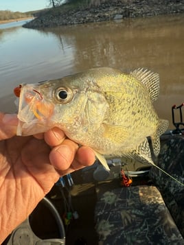 Crappie fishing on Mark Twain Lake