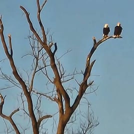 Fly Fishing Fork & North Texas