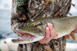 Lake Saint Clair Musky Fishing