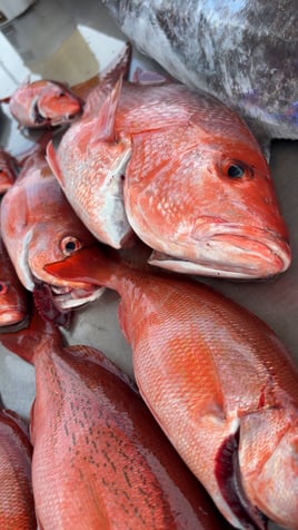 Gulf Coast Fun with Captain Bob