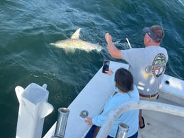 4 Hour Bay Shark Fishing