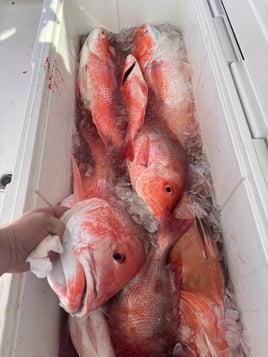 Full Day Bottom Fishing Trips