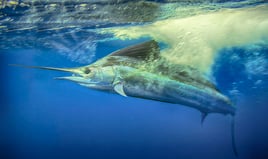 Luxury Offshore Trolling, Kite Fishing, and Bottom Fishing