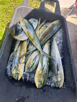 4 hours ocean fishing