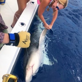 Key West Shark Trips - 29' Sea Vee