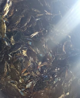 Gulf Blue Crab Charters