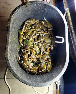 Gulf Blue Crab Charters