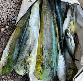 Loreto Mexico Panga Fishing Trip